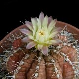 Gymnocalycium mihanovichii v. melocactiforme P1020606.JPG